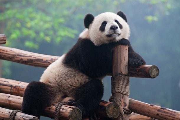 Cute panda bear